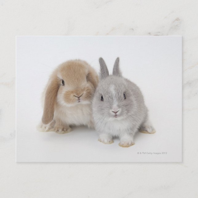 Two Netherland Dwarf and Holland Lop bunnies Postcard (Front)