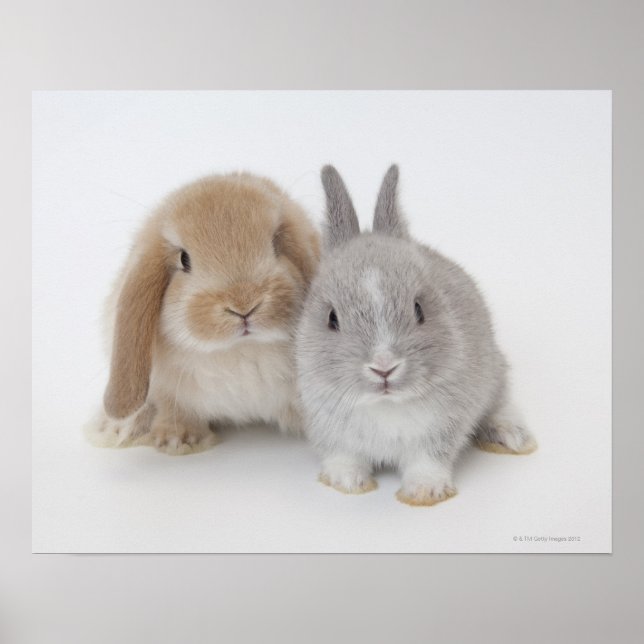 Two Netherland Dwarf and Holland Lop bunnies Poster (Front)