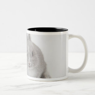Two Netherland Dwarf and Holland Lop bunnies Two-Tone Coffee Mug