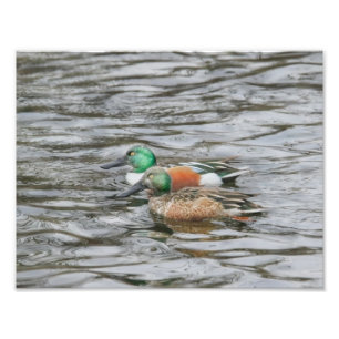 Two Northern Shoveler Ducks Photo Print