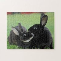 Two Nuzzling Rex Rabbits - Animal Photography