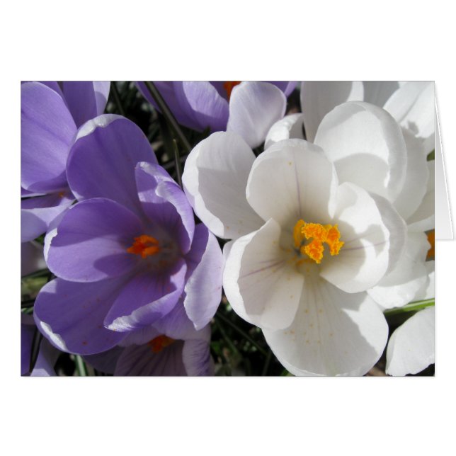 Two of a Kind (Front Horizontal)