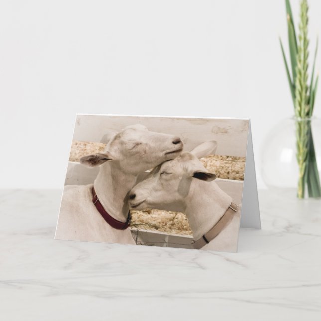 Two of a Kind Loving Goat Couple Card (Front)