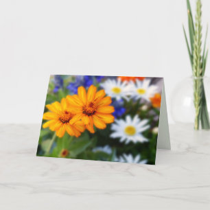 Two Orange Daisies, Blank Inside Card