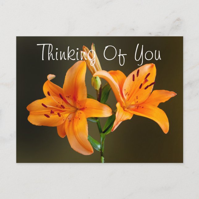 Two Orange Tiger Lilies and Buds Photograph Postcard (Front)