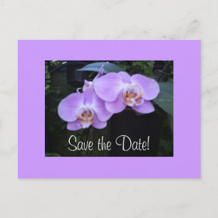 Two Orchids Postcard