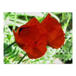 Two Oriental Poppies Flower Photo Poster