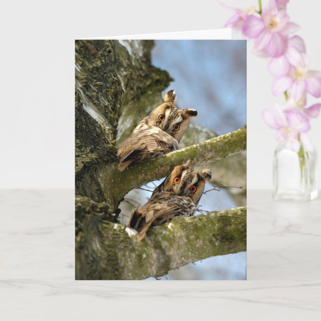 Two Owls in the Woods, birds, wildlife Acrylic Pri Card (Orchid)