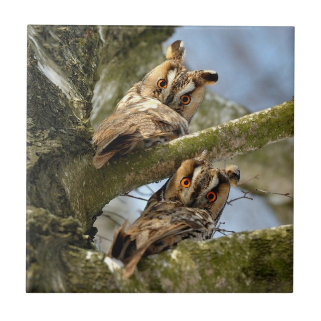 Two Owls in the Woods, birds, wildlife Ceramic Til Tile (Front)
