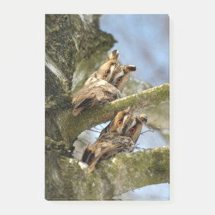 Two Owls in the Woods, birds, wildlife Post-it Notes