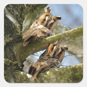 Two Owls in the Woods, birds, wildlife Square Stic Sticker