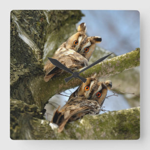 Two Owls in the Woods, birds, wildlife Square Wall Clock