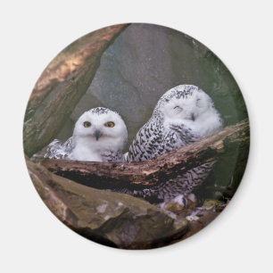 Two Owls Magnet
