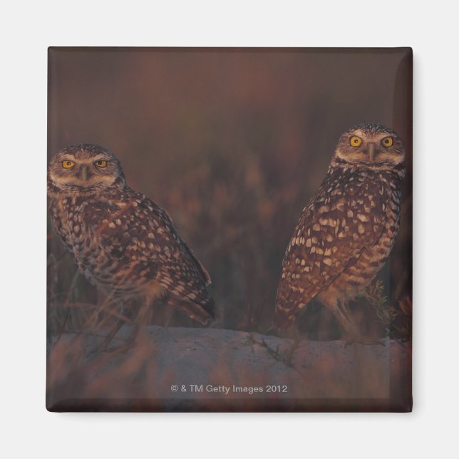 Two Owls on Sand Magnet (Front)