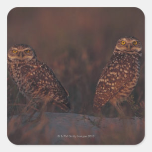 Two Owls on Sand Square Sticker
