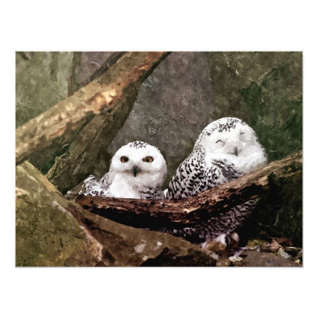 Two Owls Photo Print (Front)