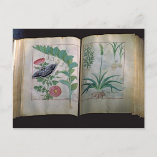 Two pages depicting Rose and Garlic Postcard