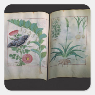 Two pages depicting Rose and Garlic Square Sticker