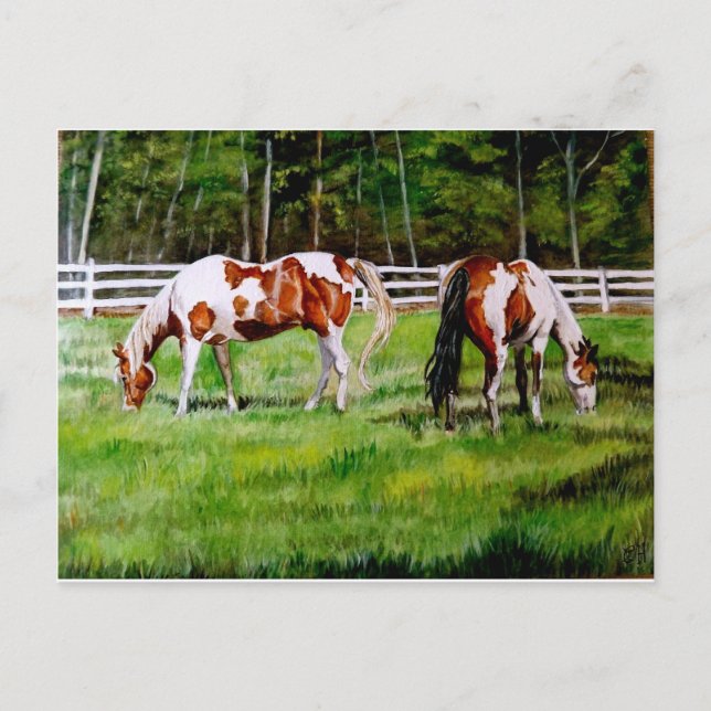 Two Paint Horses grazing Postcard (Front)