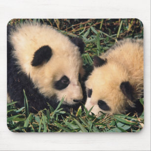 Two panda cubs in the bamboo bush, Wolong, Mouse Pad