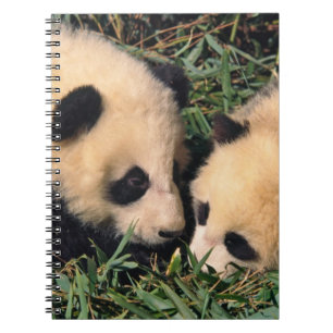Two panda cubs in the bamboo bush, Wolong, Notebook
