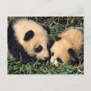 Two panda cubs in the bamboo bush, Wolong, Postcard