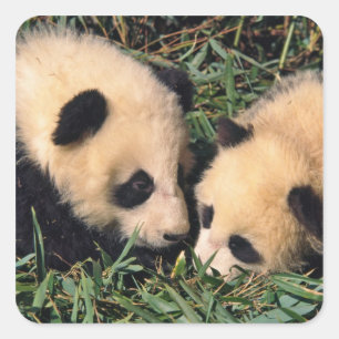 Two panda cubs in the bamboo bush, Wolong, Square Sticker