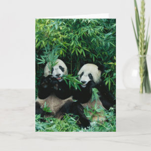 Two pandas eating bamboo together, Wolong, 2 Card
