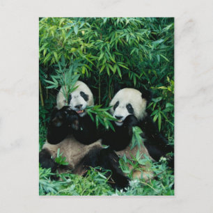 Two pandas eating bamboo together, Wolong, 2 Postcard