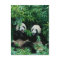 Two pandas eating bamboo together, Wolong, 2