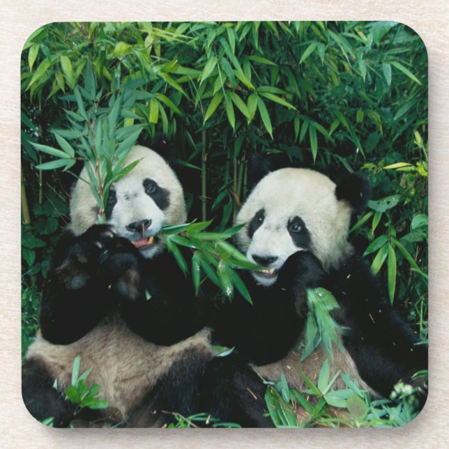 Two pandas eating bamboo together, Wolong Coaster (Front)