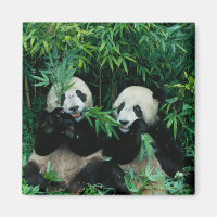 Two pandas eating bamboo together, Wolong