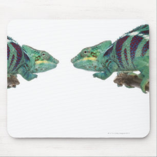 Two Panther Chameleons Nosy Be (Furcifer) Mouse Pad