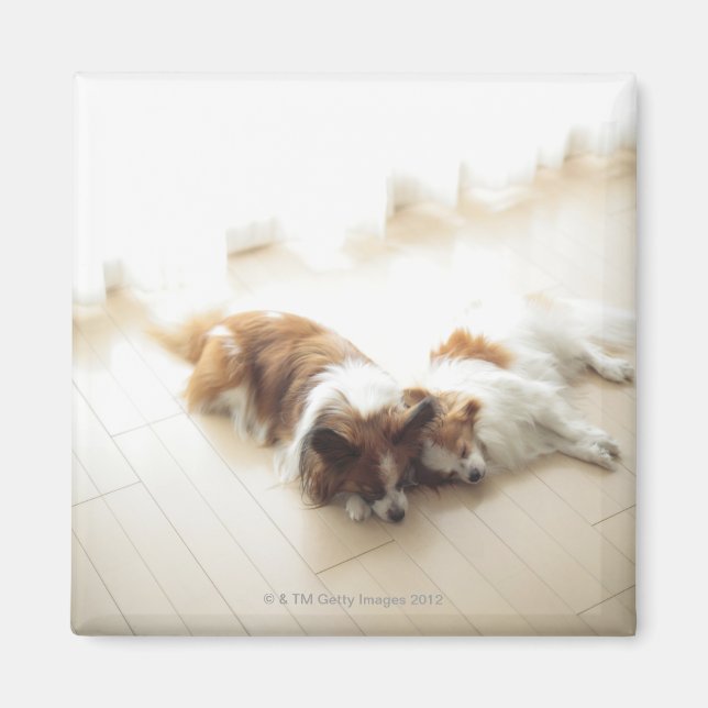 Two Papillion sleeping Magnet (Front)