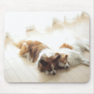 Two Papillion sleeping Mouse Pad