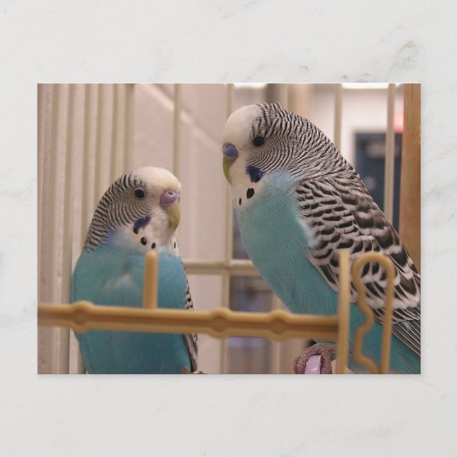 Two Parakeets Postcard (Front)