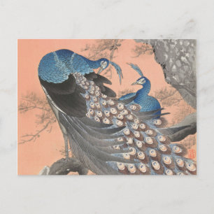 Two peacocks on tree branch vintage postcard