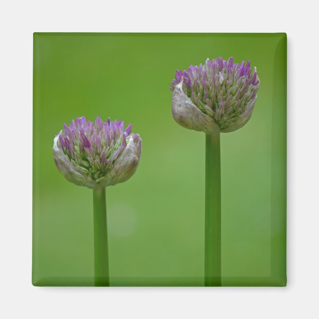 'Two Peas In A Pod' Wildflowers Magnet (Front)