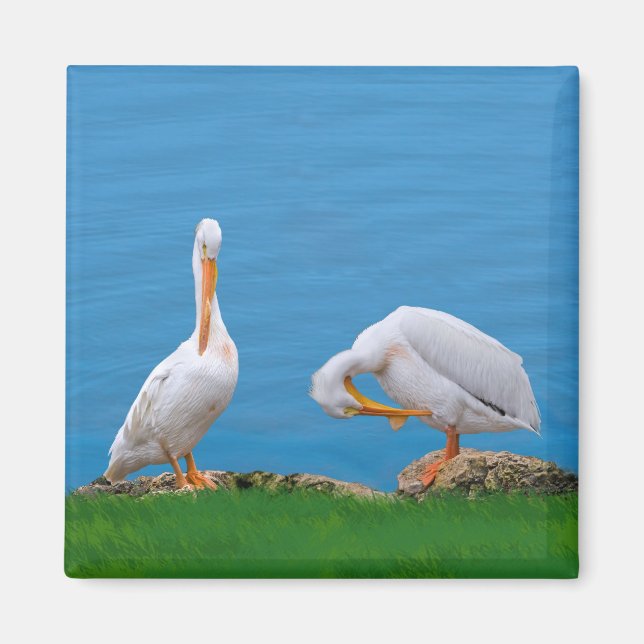 Two Pelicans with an Itch Magnet (Front)