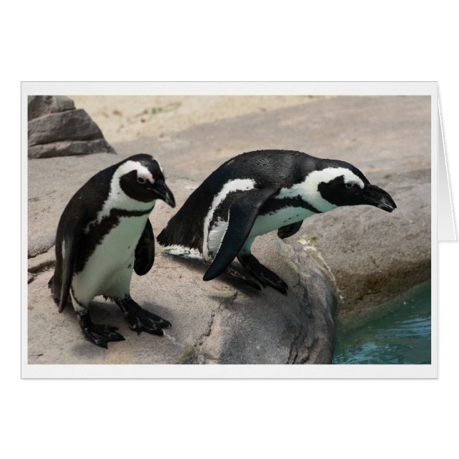 Two Penguins Photo Card (Front Horizontal)