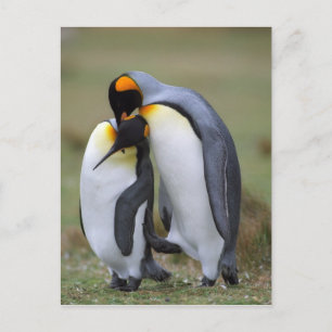 Two Penguins Postcard