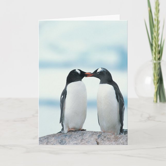 Two Penguins touching beaks Card (Front)