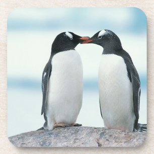 Two Penguins touching beaks Coaster