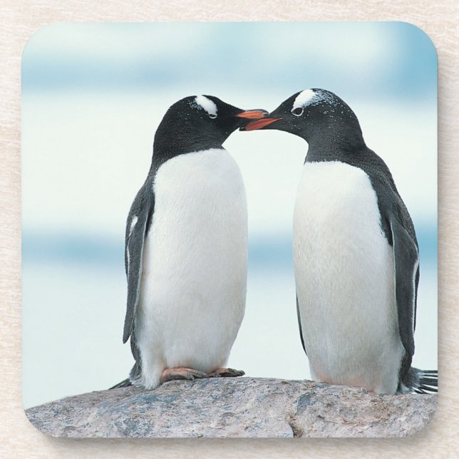 Two Penguins touching beaks Coaster (Front)