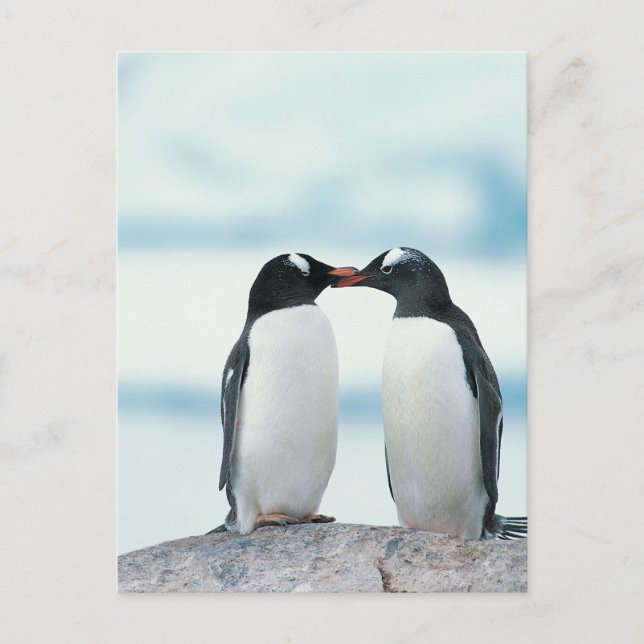 Two Penguins touching beaks Postcard (Front)