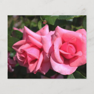 two perfect hot pink rose flowers. love flyer