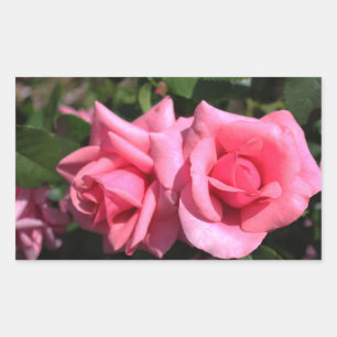 two perfect hot pink rose flowers. love rectangular sticker