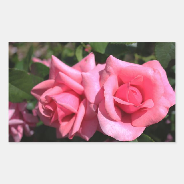 two perfect hot pink rose flowers. love rectangular sticker (Front)