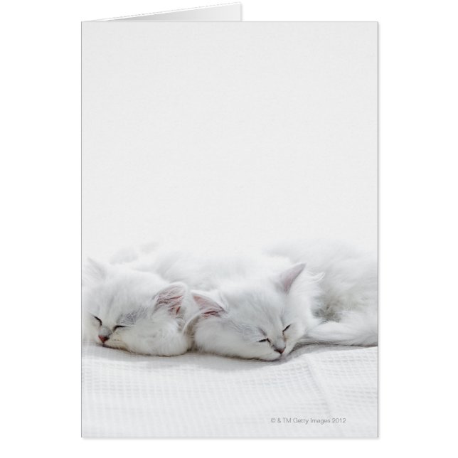 Two Persian Kittens (Front)