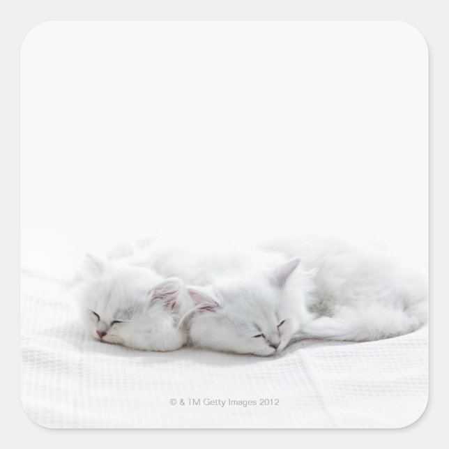 Two Persian Kittens Square Sticker (Front)
